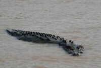 Buaya Yang Diduga Menerkam Korban Saat Mandi
