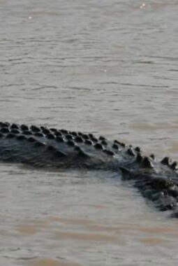 Mandi di Kali Rawabadak, Bocah 10 Tahun Diterkam Buaya