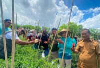 Panen Perdana Cabai Keriting Kelompok Domplet Desa Guaemaadu