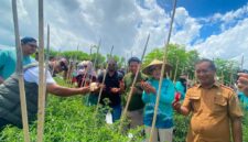 Panen Perdana Cabai Keriting Kelompok Domplet Desa Guaemaadu