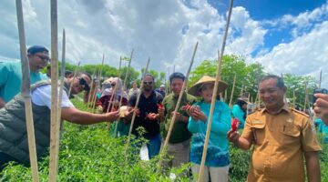 Panen Perdana Cabai Keriting Kelompok Domplet Desa Guaemaadu