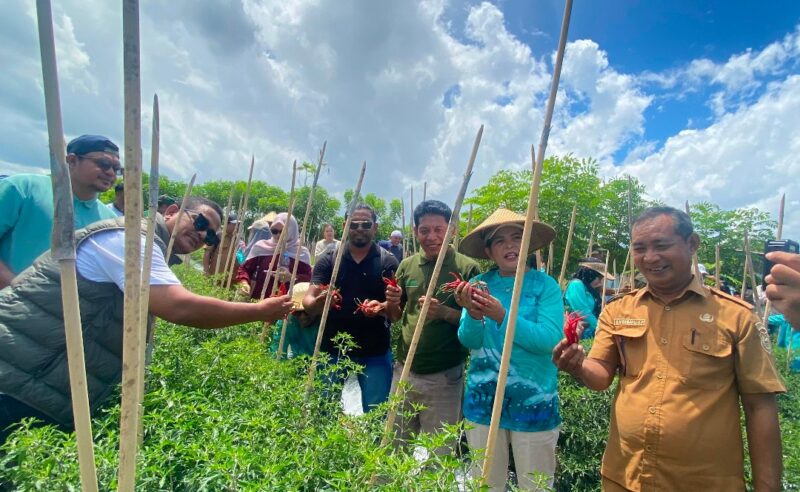 Panen Perdana Cabai Keriting Kelompok Domplet Desa Guaemaadu