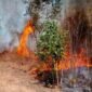 Salah Satu Lokasi Kebakaran Hutan dan Lahan di Halbar